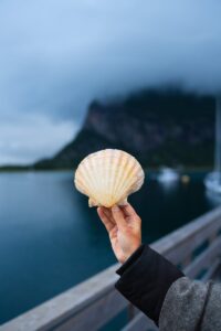 A hand holds a scallop shell by the picturesque shores of Nordskot, Norway.