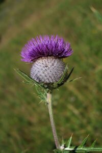 thistle, nature, thistles, summer, meadow, thistle flower